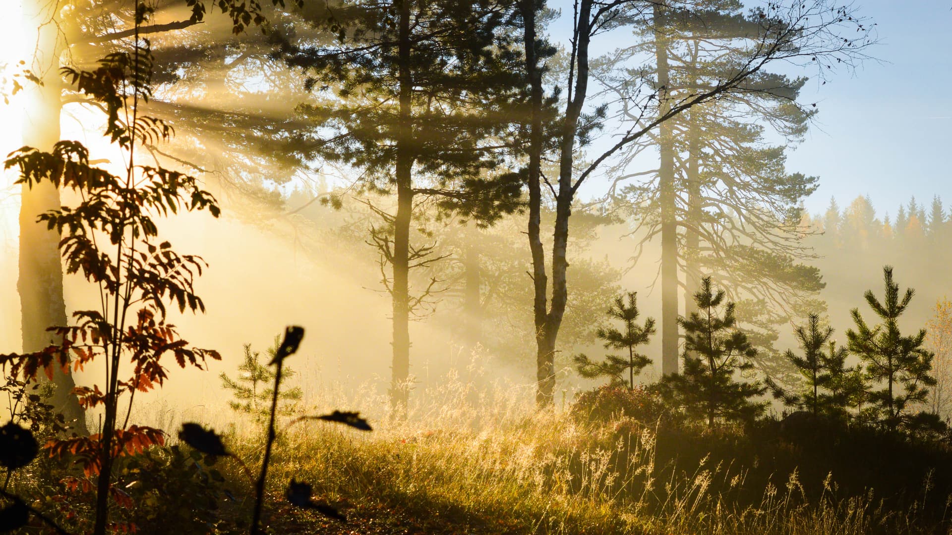 La luz del sol se filtra a través de los árboles en un bosque durante la madrugada, proyectando rayos de luz y creando una atmósfera dorada y brumosa. La hierba y el follaje están iluminados, destacando sus detalles.