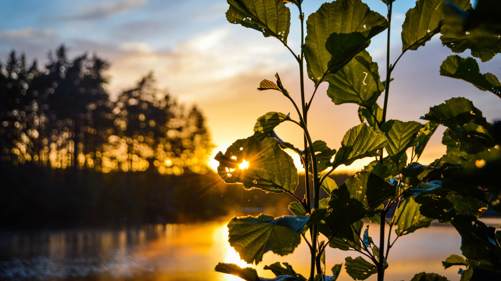 Sonnenlicht scheint durch die Blätter einer Pflanze an einem See bei Sonnenuntergang. Das warme Leuchten der Sonne betont das Grün, und die Bäume im Hintergrund sind als Silhouette gegen den farbenfrohen Himmel zu sehen.