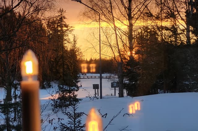 Utsikten från fönstret i rummet som kallas älgen på Wilderness Lodge.