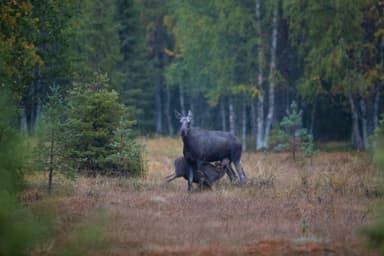 Eine wild lebende Elchmutter füttert ihr Kalb im Naturreservat Malingsbo-Kloten während einer Elch-Safari mit Nordic Discovery.