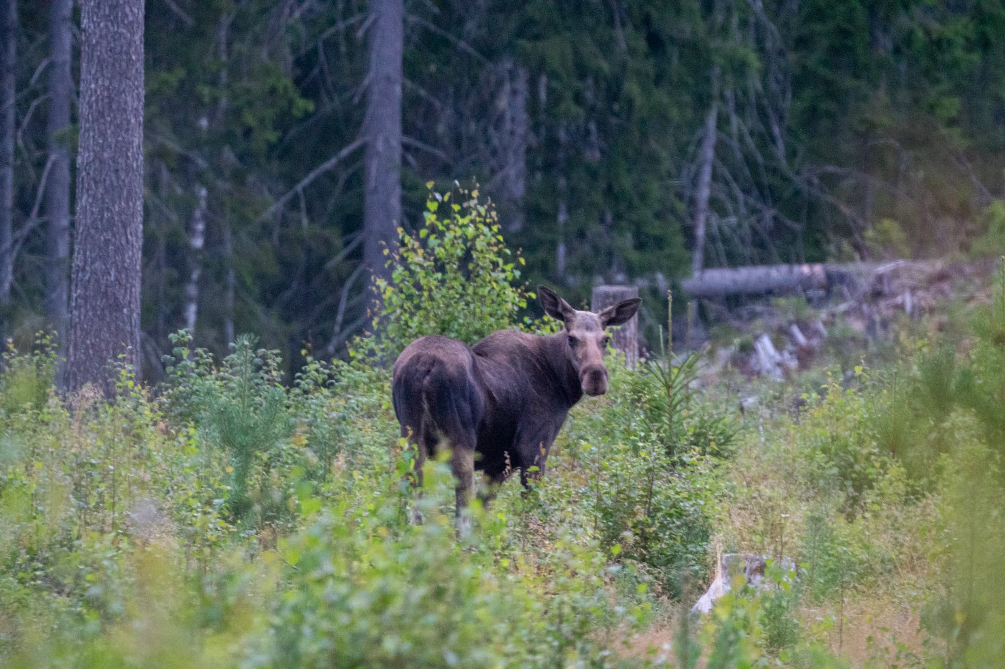 A moose is standing in a forest clearing, looking towards the camera.