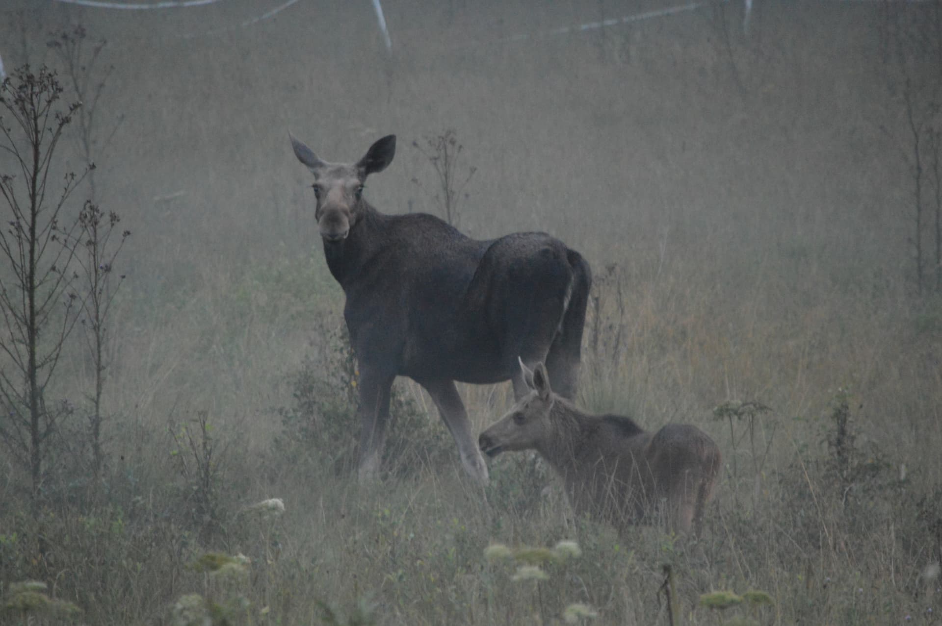 Moose and calf in the dusk on a field spotted during a moose safari in Sweden.