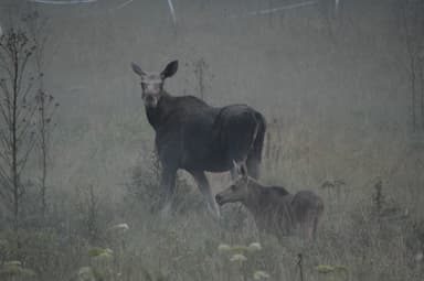 Elch und Kalb in der Dämmerung auf einem Feld entdeckt während einer Elchsafari in Schweden.