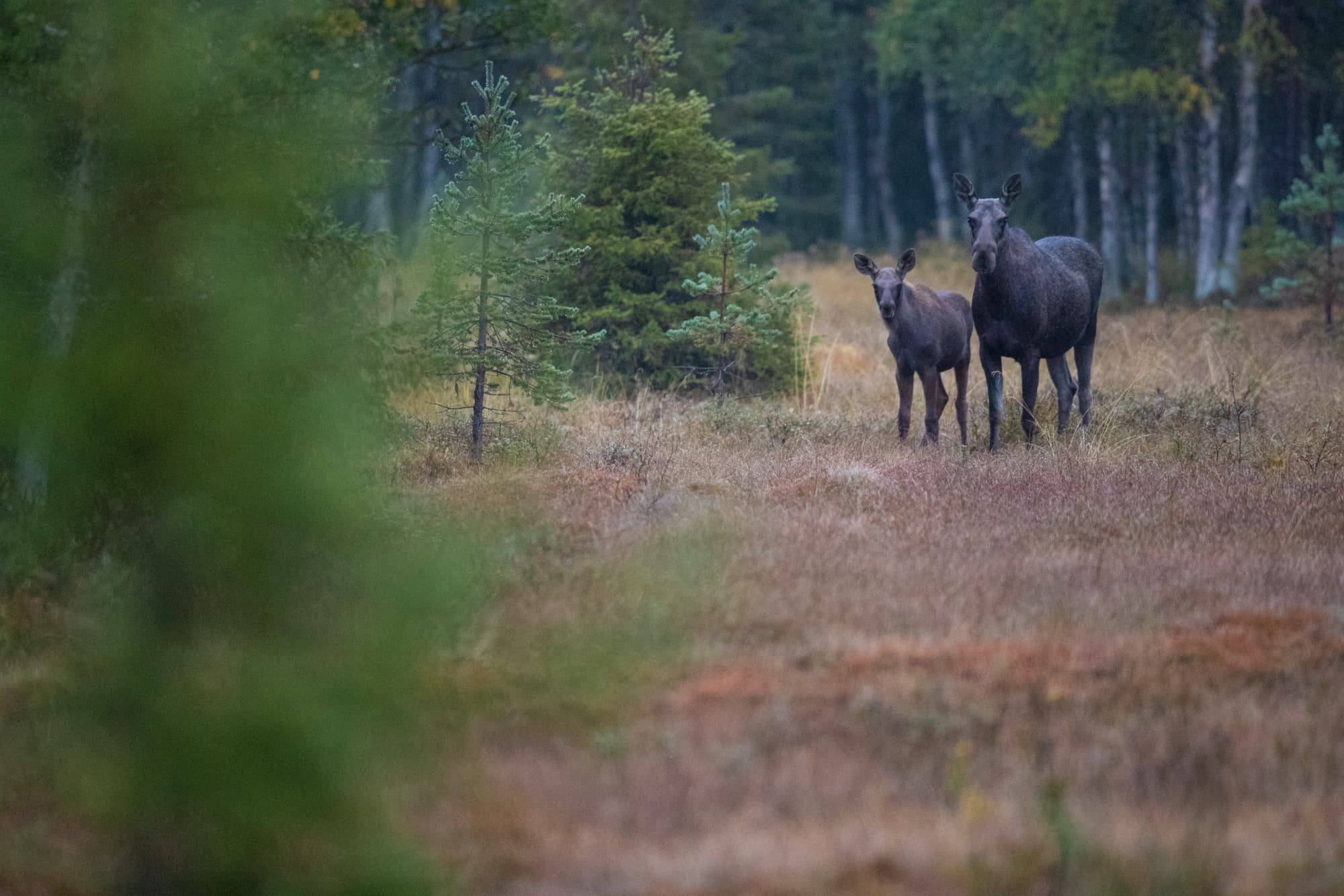 Alce y ternero a lo lejos rodeados de bosque, mirando fijamente a los participantes del safari de alces.