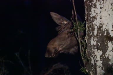 Primer plano de un alce asomando la cabeza desde detrás de un árbol en la oscuridad.