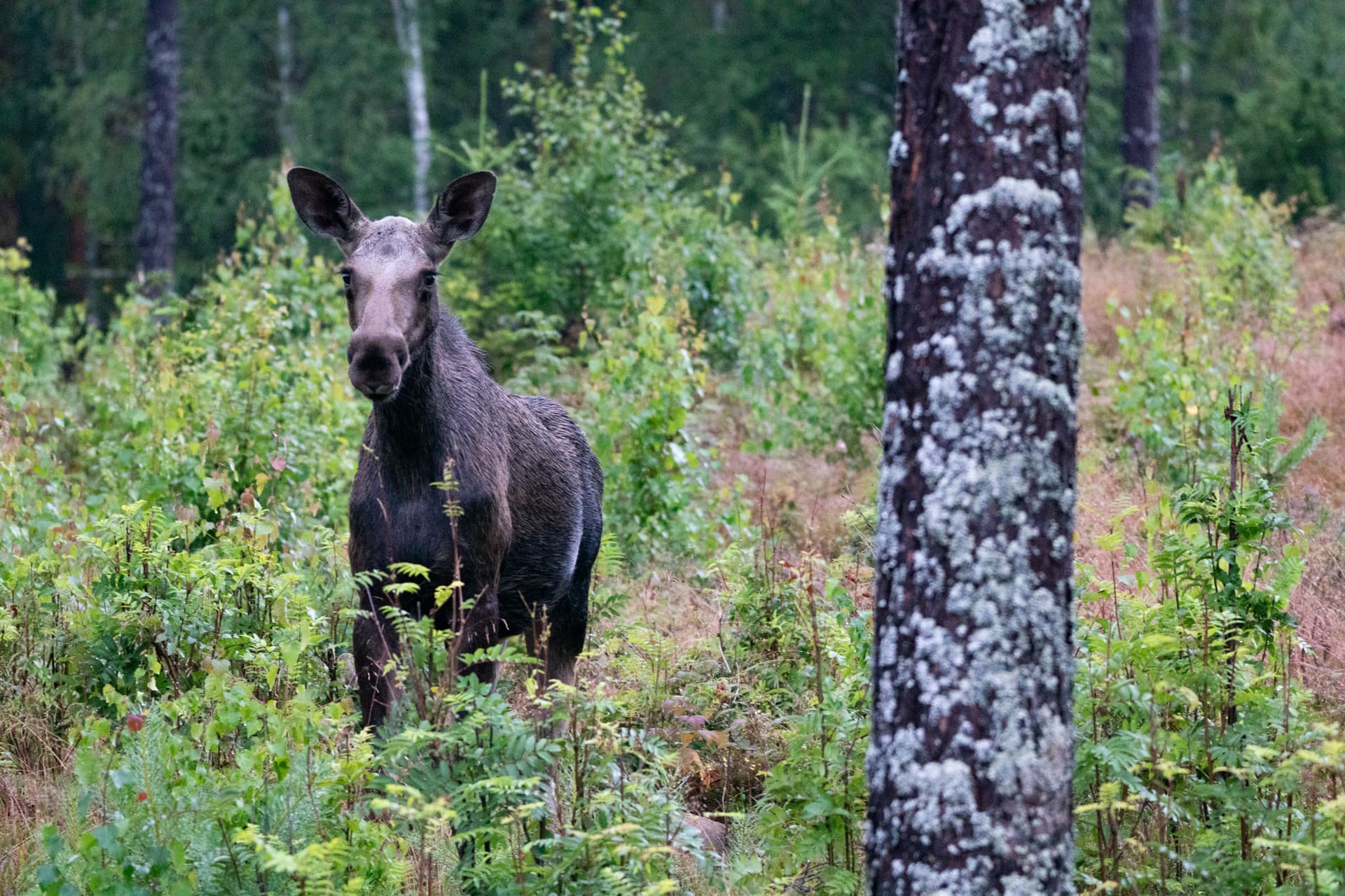 A curious one-year-old moose calf is looking at the camera during a moose safari in Sweden.