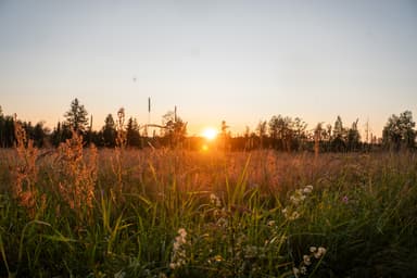 Field of flowers at Bear Hill Ranch