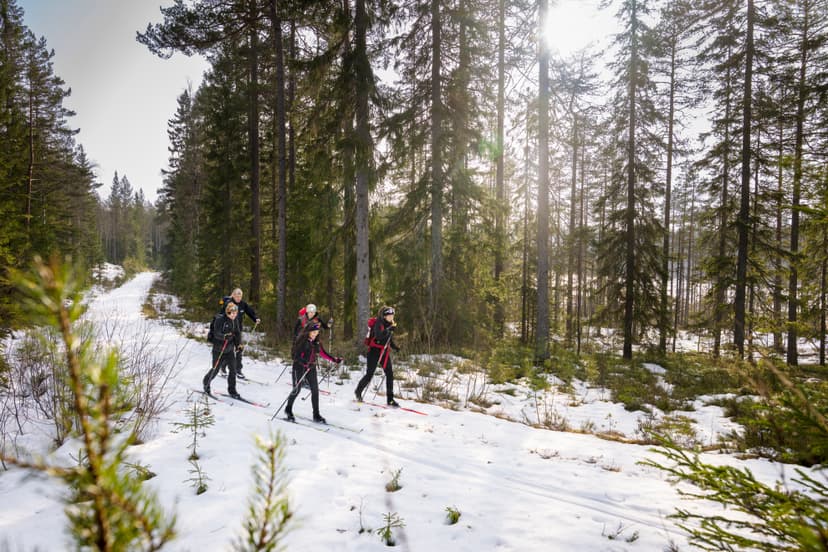 Un groupe de cinq skieurs avec bâtons et sacs à dos sur un sentier enneigé en forêt, grands pins et soleil filtrant à travers les arbres.