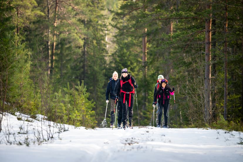 A group of five people wearing backpacks and helmets skiing with poles on a snowy trail through a dense pine forest.