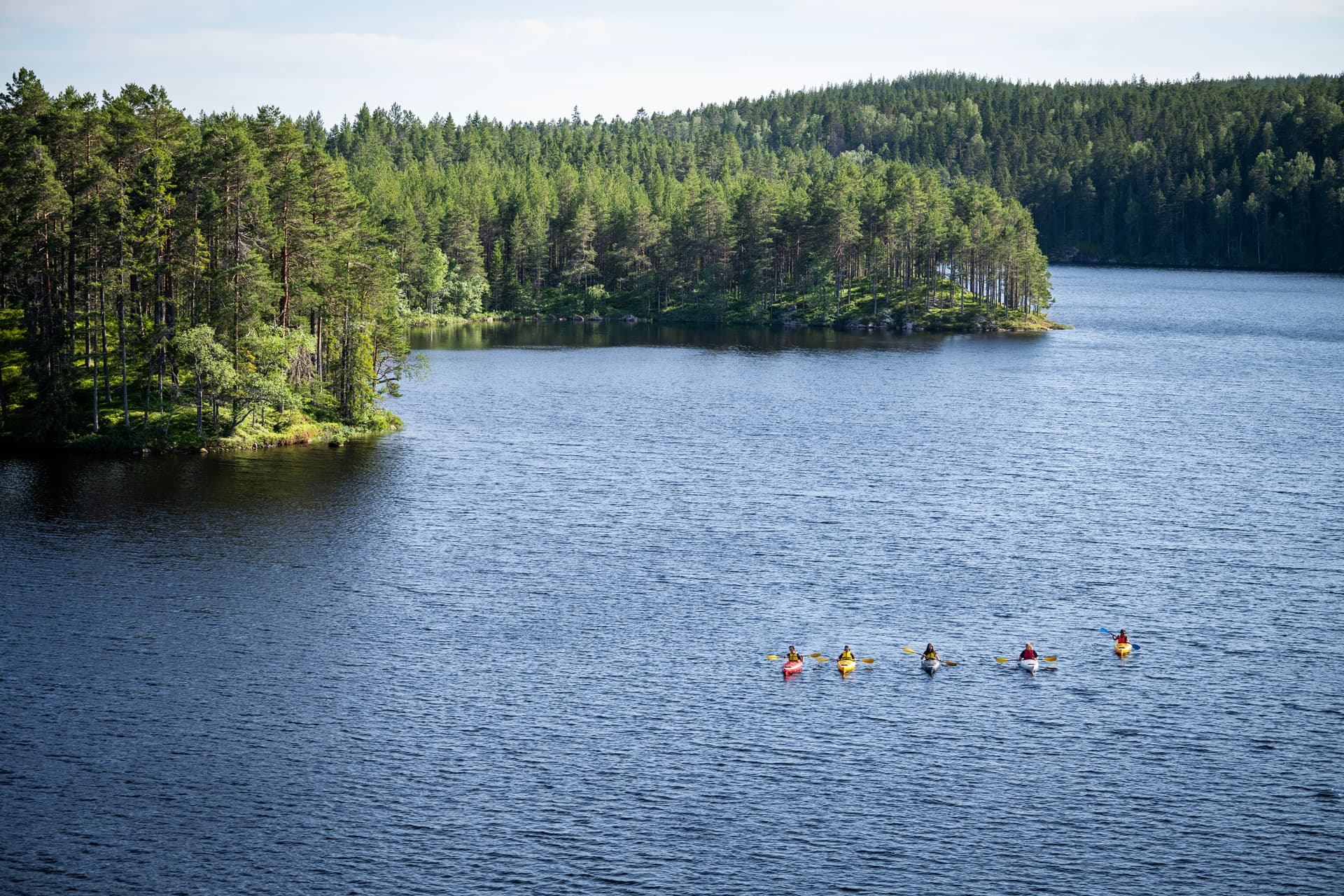 Vista aerea di un gruppo di kayakisti che remano in un lago con una foresta di pini verdi dietro.