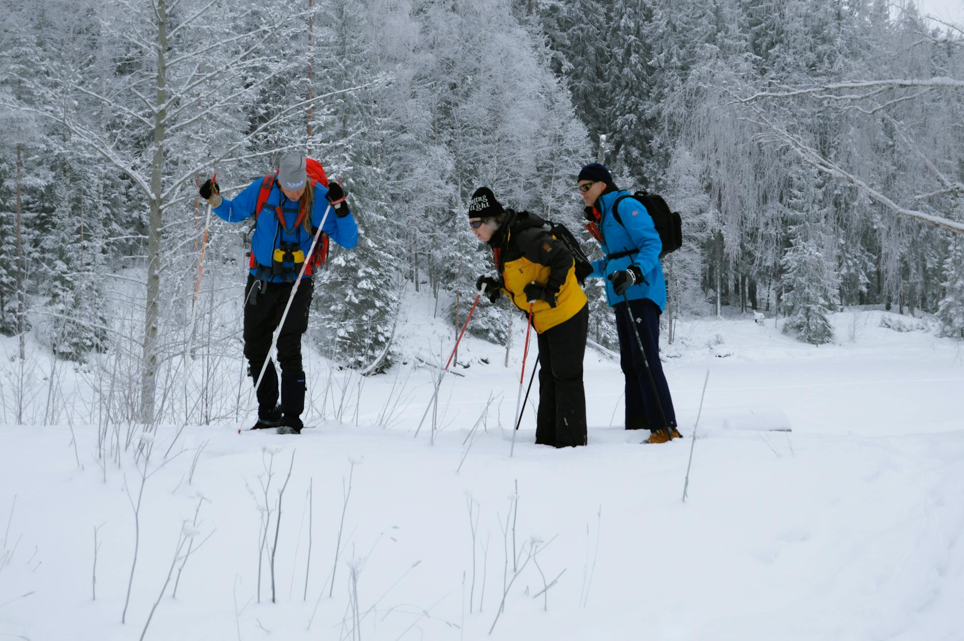 Los participantes están examinando huellas de lobo durante un tour guiado de rastreo de lobos en la reserva natural de Malingsbo-Kloten en Suecia.