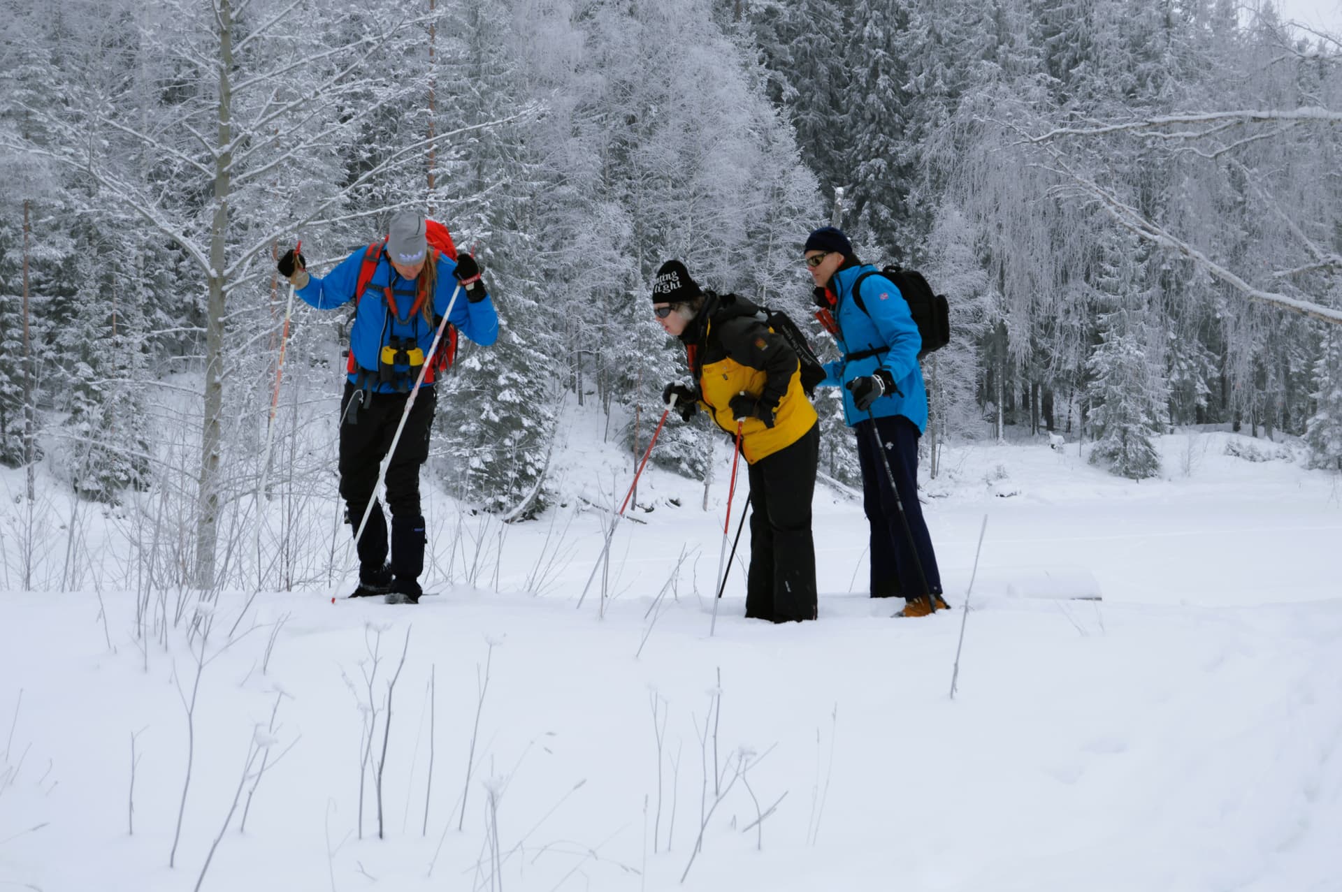 Die Teilnehmer untersuchen während einer geführten Wolfsspürungstour im Malingsbo-Kloten Naturreservat in Schweden Wolfsspuren.