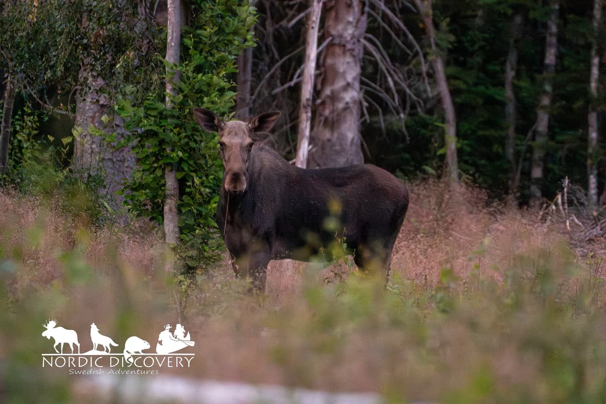 Moose Safari