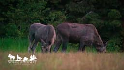 mooseSafari Saturday, 06 June 2026