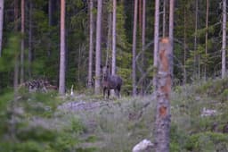 mooseSafari Thursday, 11 June 2026