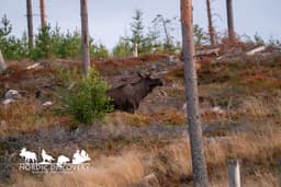 mooseSafari Sunday, 24 August 2025