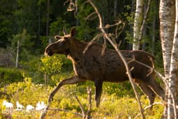 mooseSafari Friday, 13 June 2025