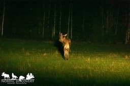 mooseSafari Tuesday, 29 April 2025