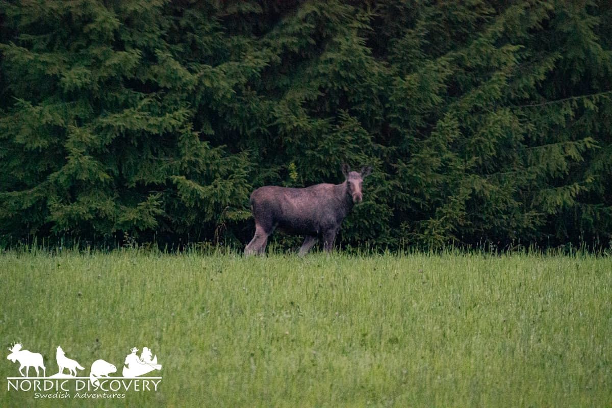 We saw 1 Male 3 Females 2 Calves