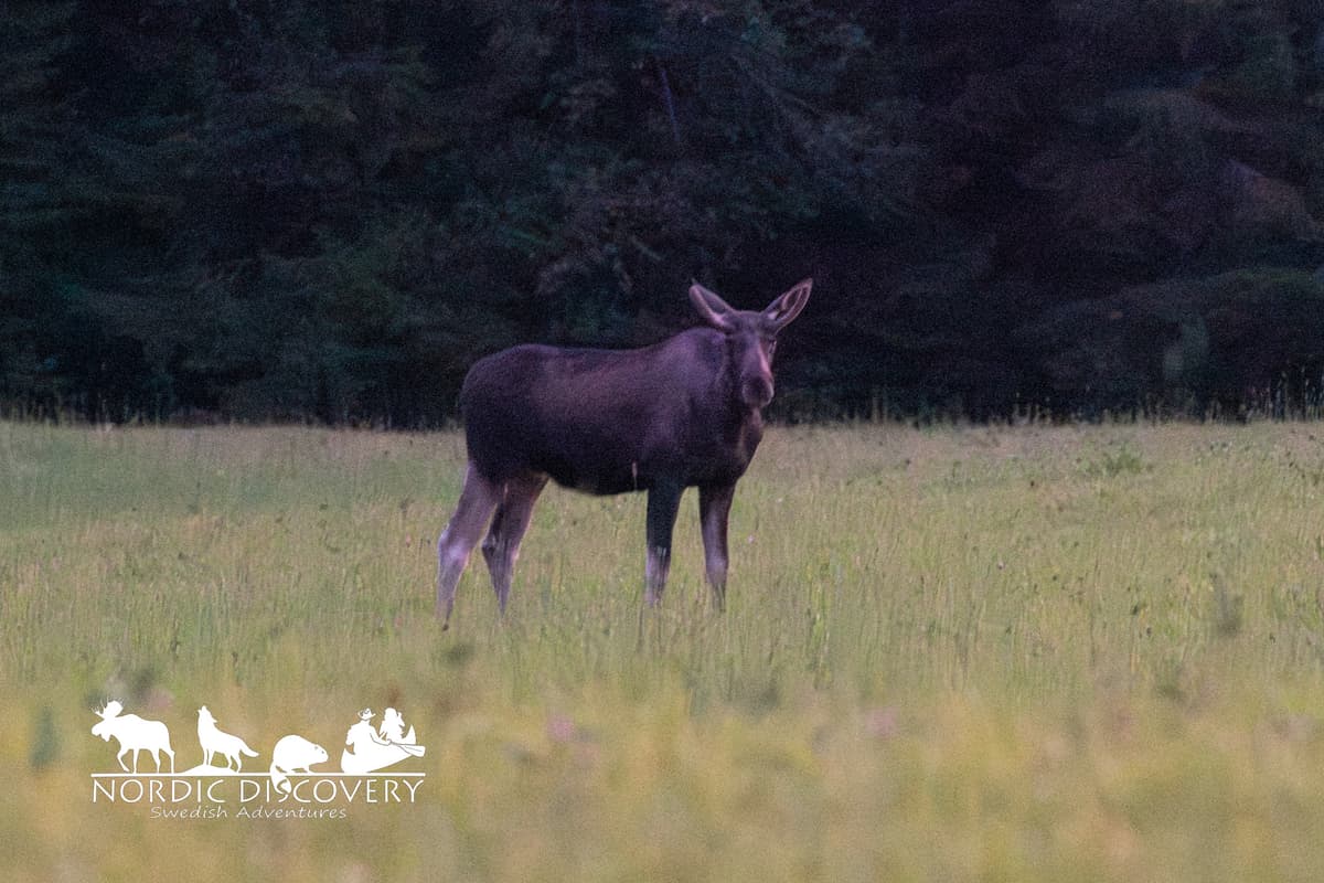 Moose Safari