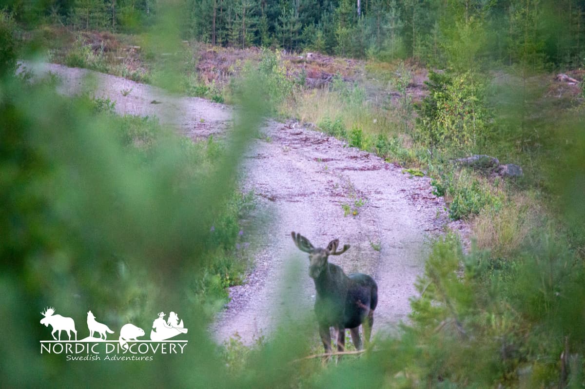 During the hike we met a curious roedeer. The first moose we spotted was a beautiful bull in good daylight and pretty close to the car. The second bull even showed up twice.