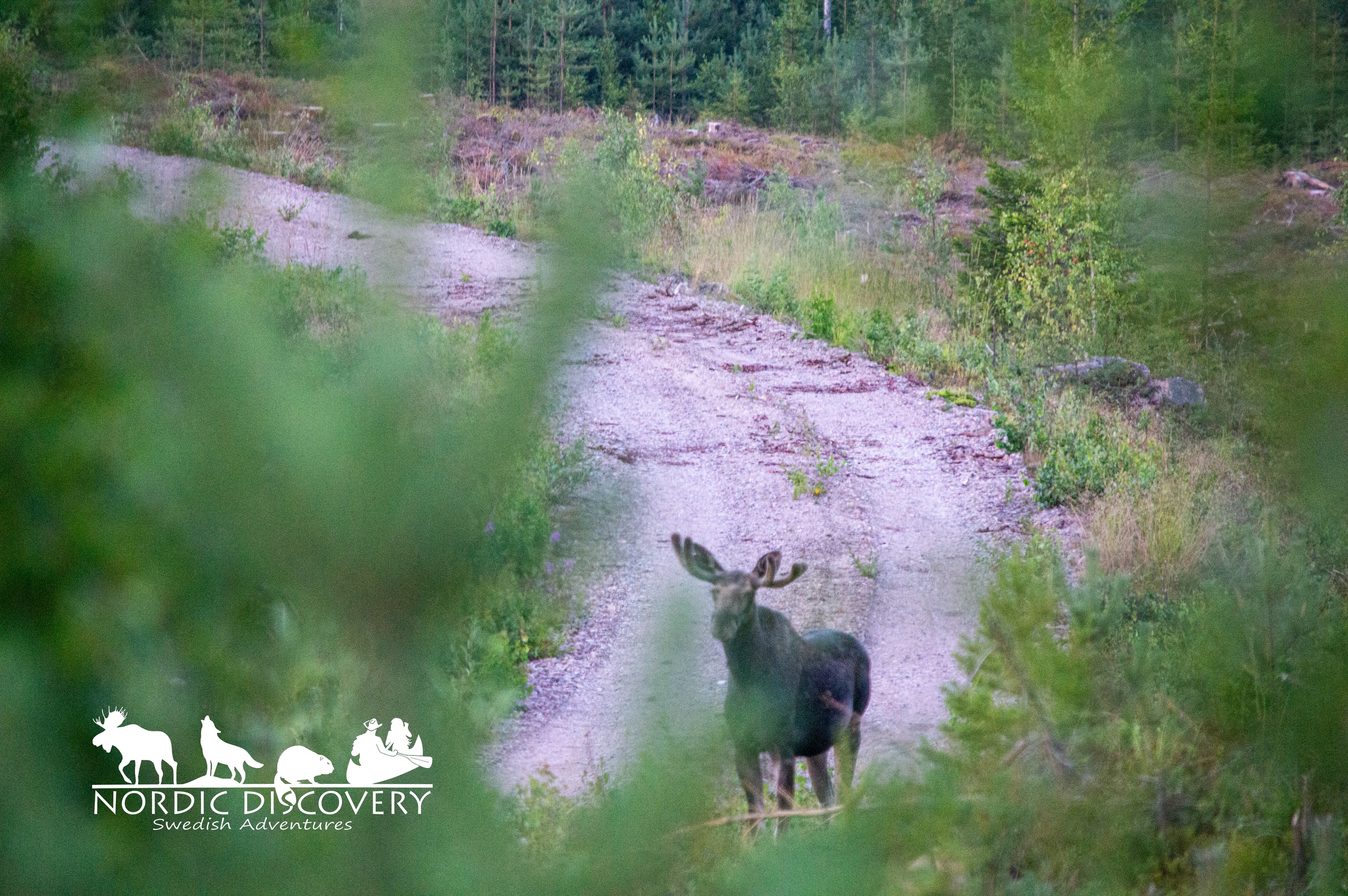 Moose Safari