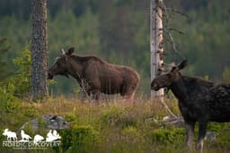 mooseSafari Friday, 13 June 2025
