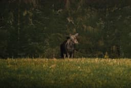mooseSafari Saturday, 11 October 2025