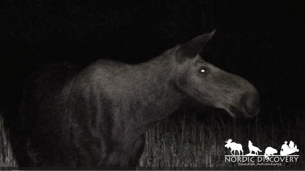 Successful Moosesafari. We were able to observe a moosecow fo a while close to the car.