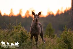 mooseSafari Thursday, 12 June 2025