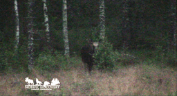 mooseSafari Tuesday, 29 July 2025