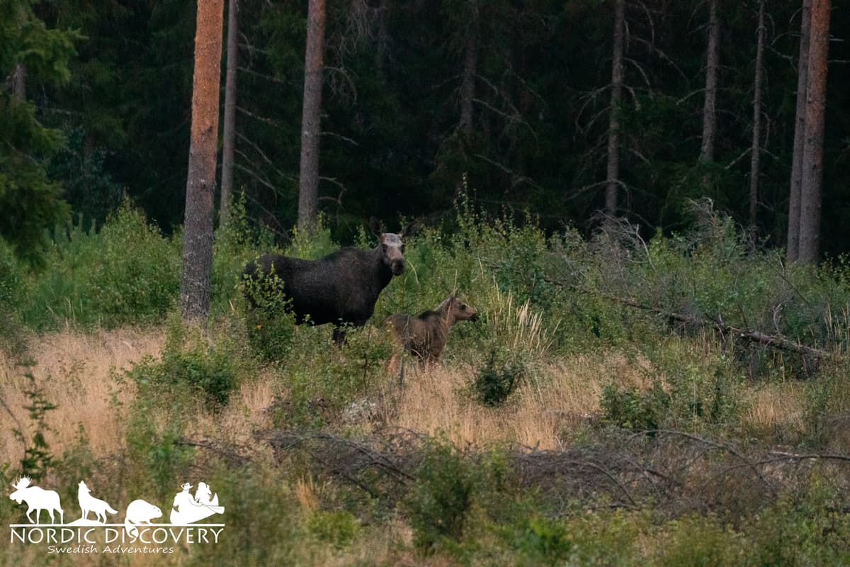 Moose Safari