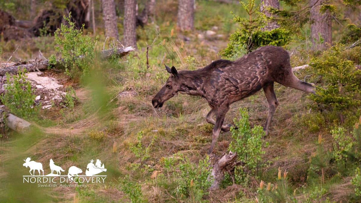 Thanks to Martin and Tina for joining our tour tonight. We were lucky enough to see 12 moose, including several calves, and even spotted one moose before the picnic and hike. We had several exiting close-up sightings, including two moose seen from the top of a hill after stepping out of the vehicle.