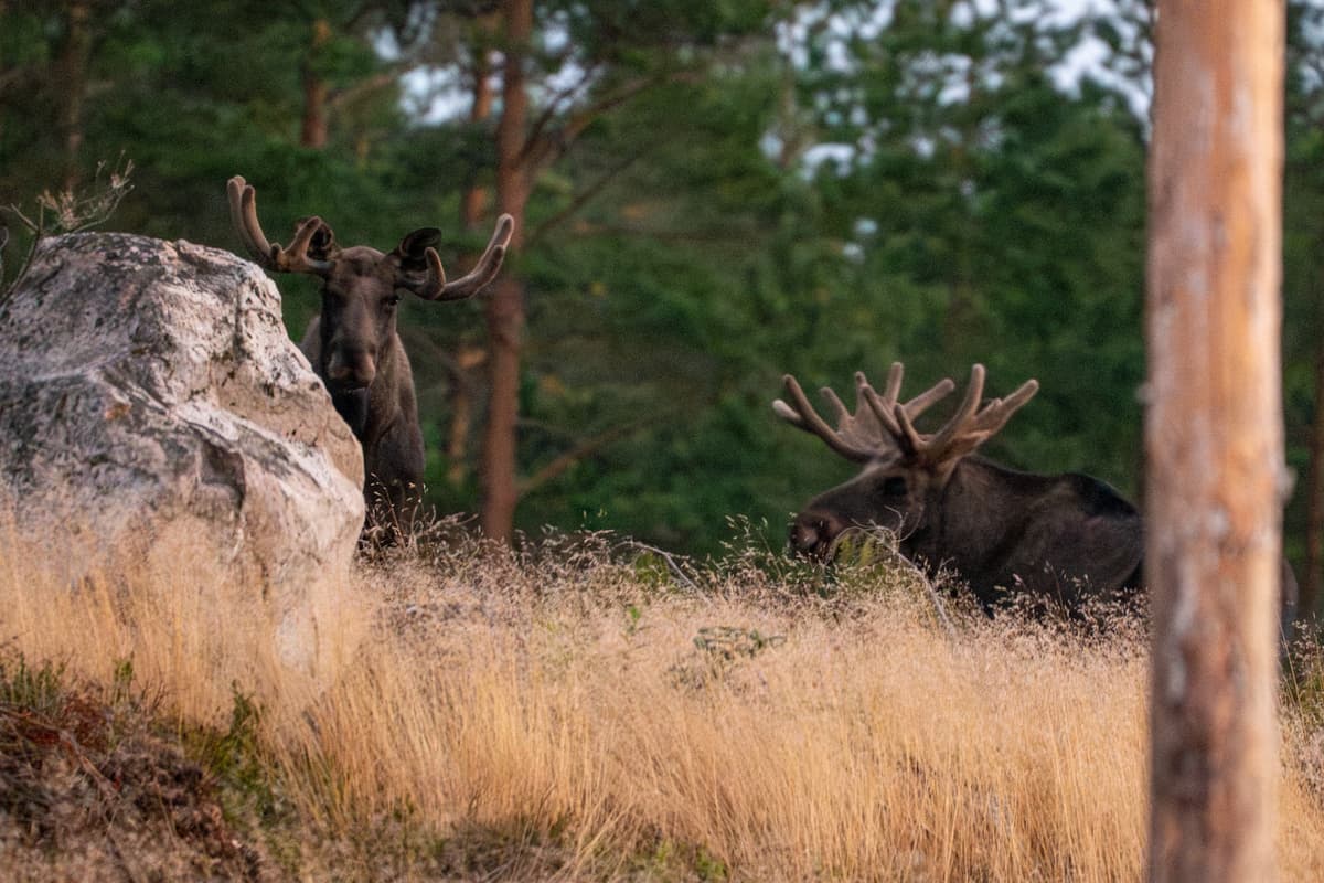 Moose Safari