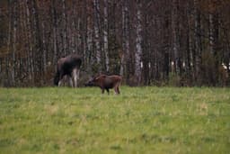 mooseSafari Thursday, 09 October 2025