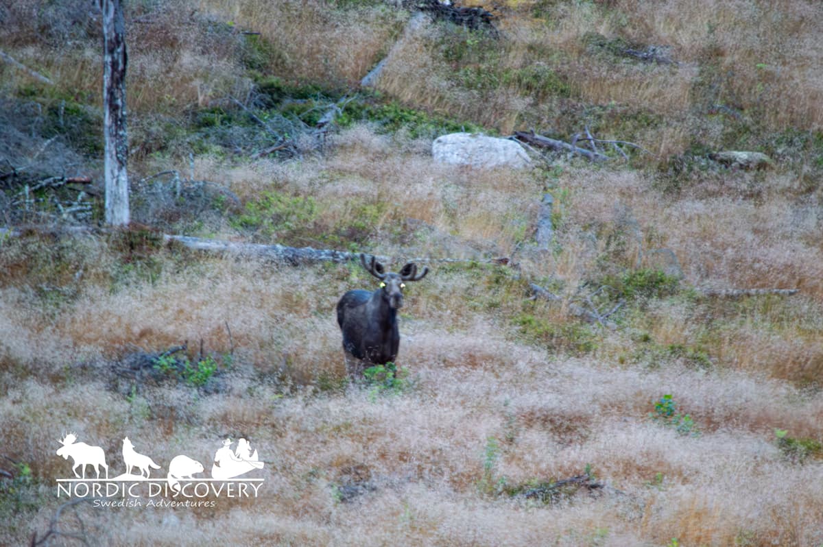 We got the first glimpse of a moosecow right at the beginning and then we could observe several moose, some beautiful bulls among them, during the whole safari.