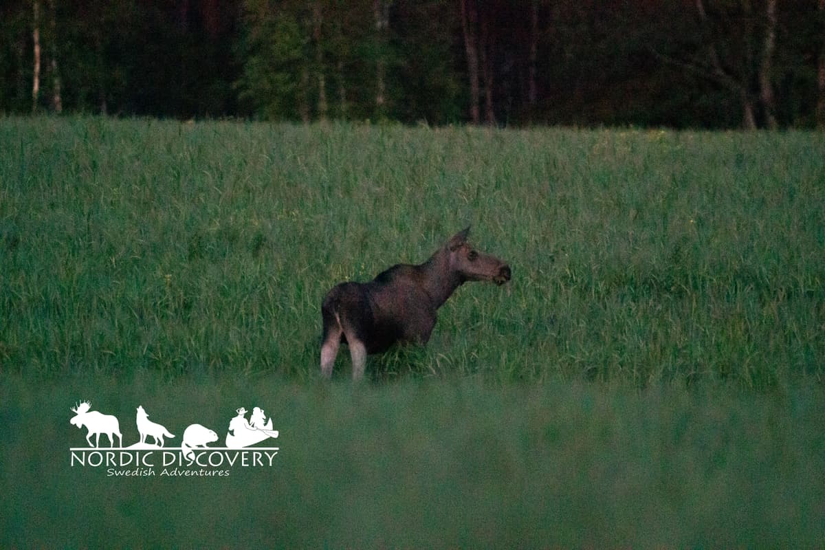 Moose Safari
