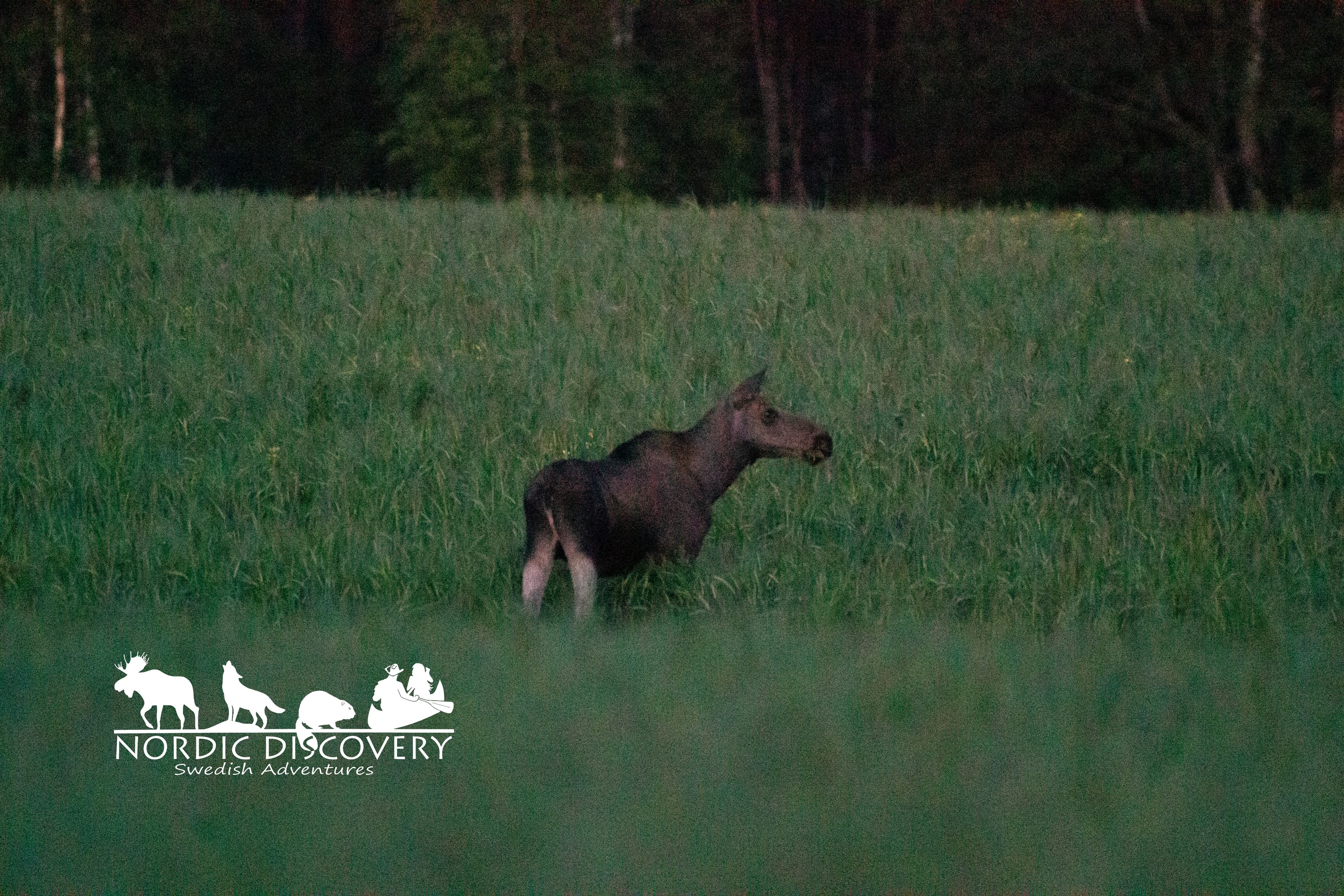Moose Safari