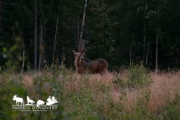mooseSafari Thursday, 06 August 2026