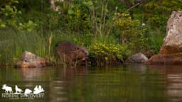 beaverSafari Monday, 08 June 2026