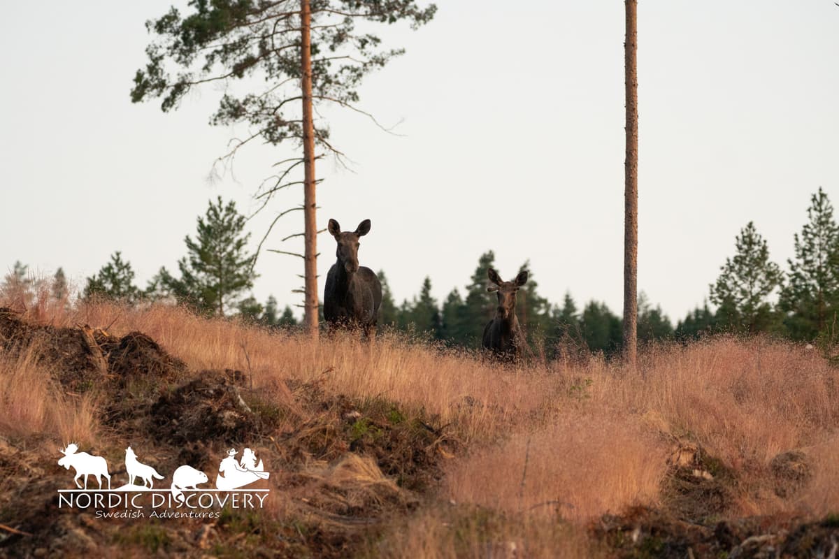 Moose Safari
