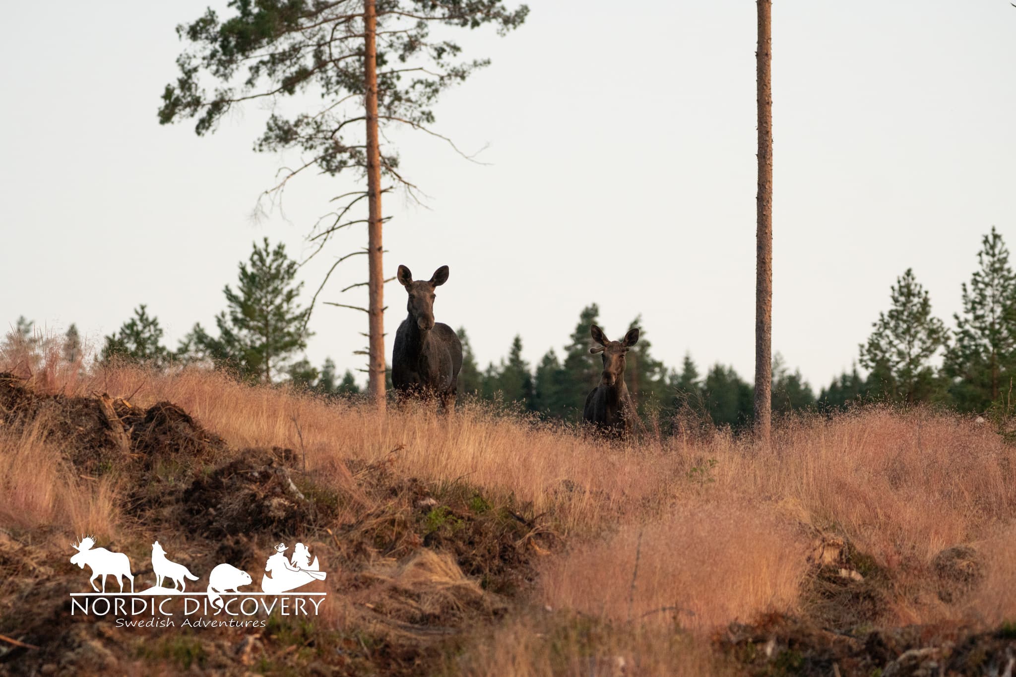 Moose Safari
