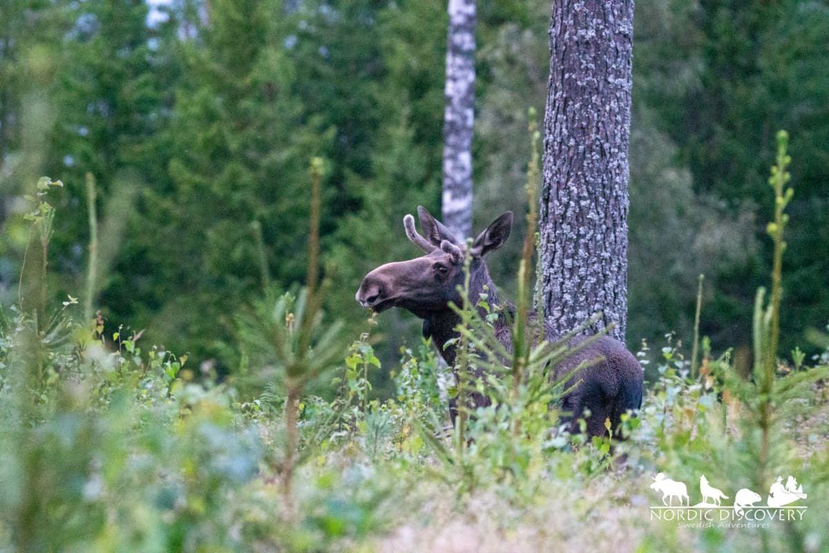 Moose Safari