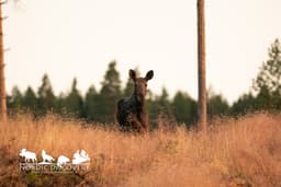 mooseSafari Monday, 20 July 2026