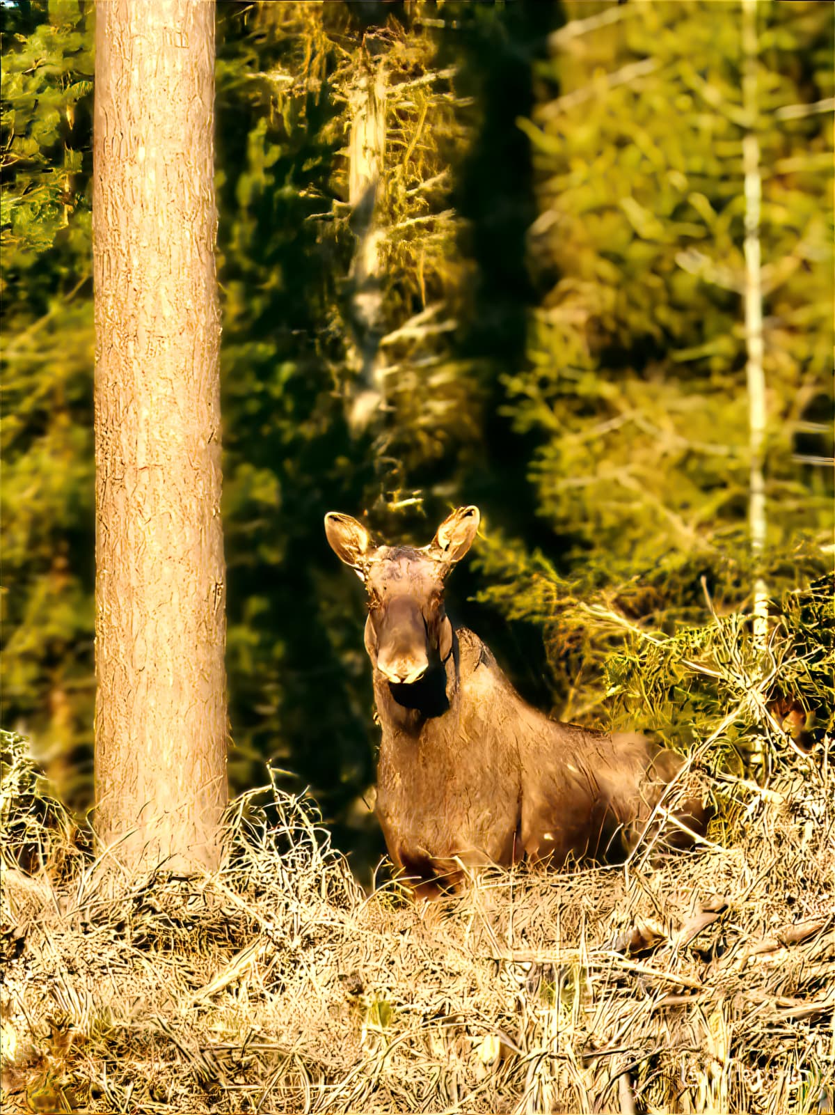 Moose Safari