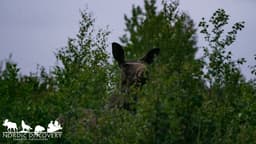 mooseSafari Wednesday, 17 June 2026