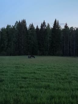 mooseSafari Friday, 22 May 2026