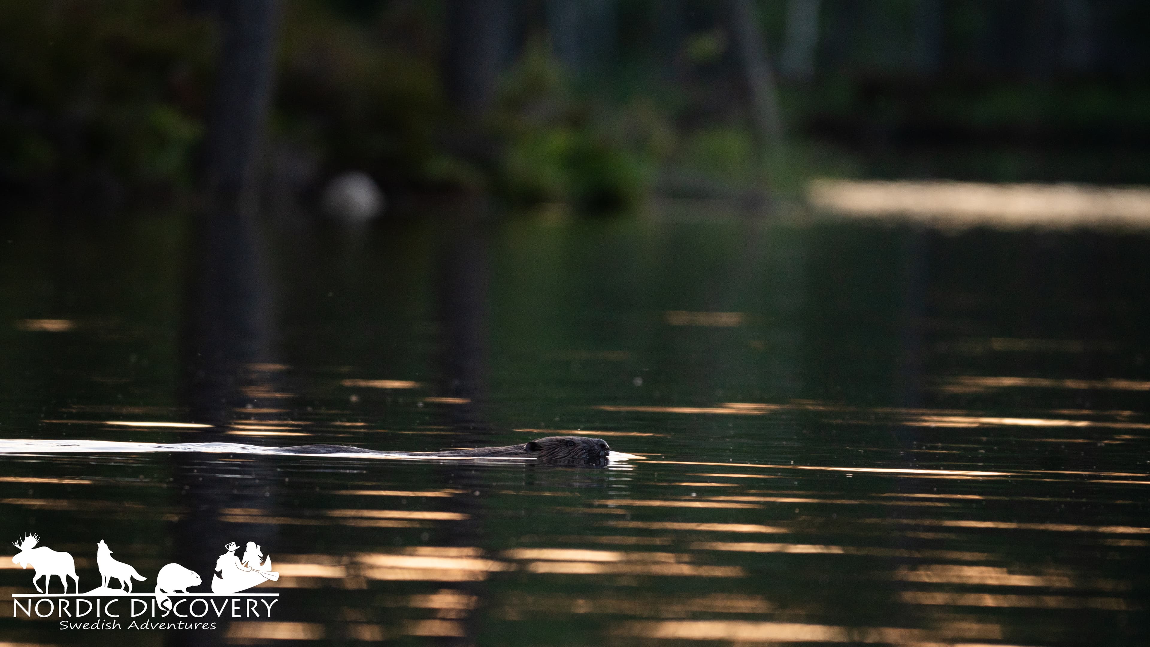 Beaver Safari