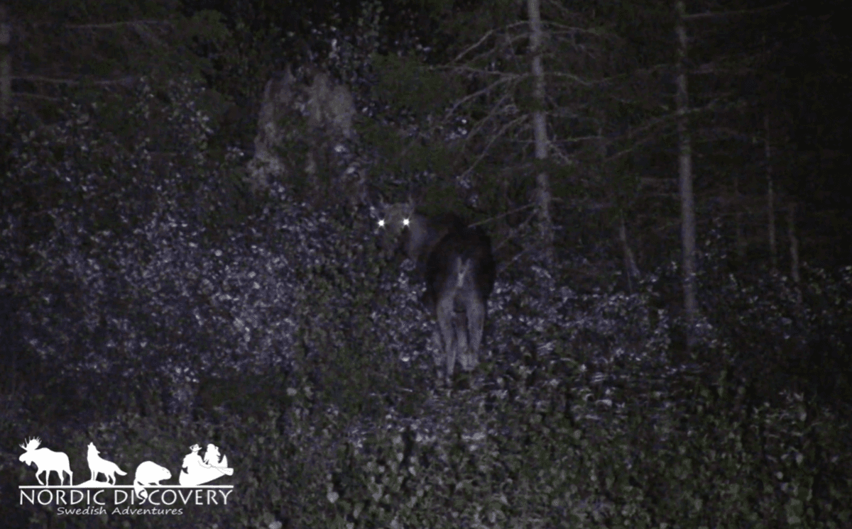 In one field we saw a moose together with a wild boar