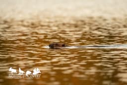 beaverSafari Saturday, 26 July 2025